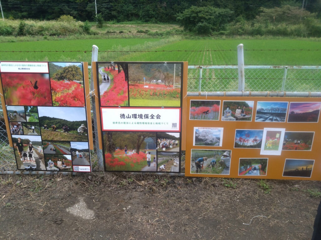 徳山地区の彼岸花の管理の紹介看板