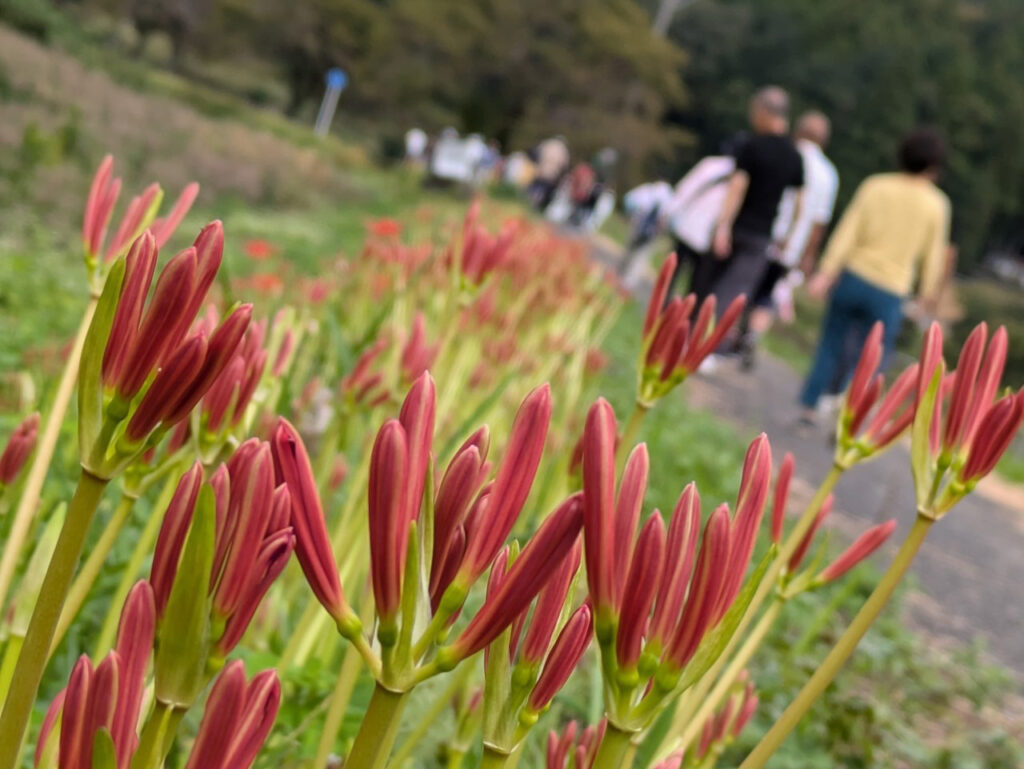 徳山の土手でつぼみ状態の彼岸花