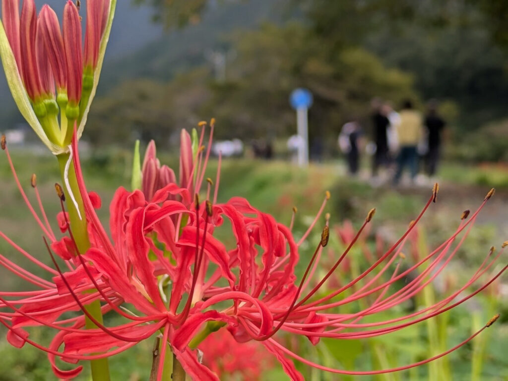 徳山の土手に咲く彼岸花