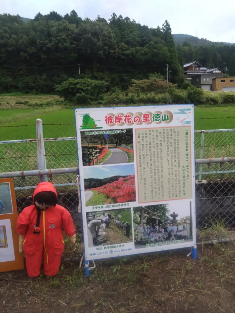 徳山地区の彼岸花の管理の紹介看板